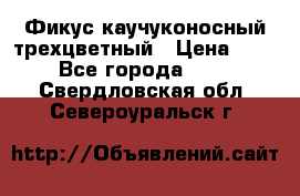 Фикус каучуконосный трехцветный › Цена ­ 500 - Все города  »    . Свердловская обл.,Североуральск г.